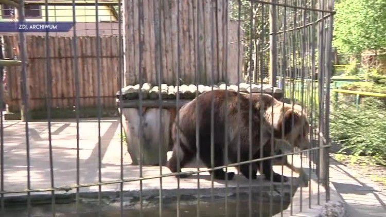 zoo_opuscily_niedzwiedzie.mp4