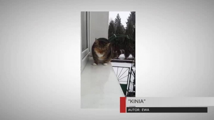 okiem_widza_koty.mp4