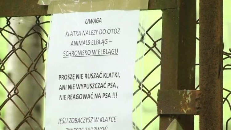 pieskie_zycie.mp4