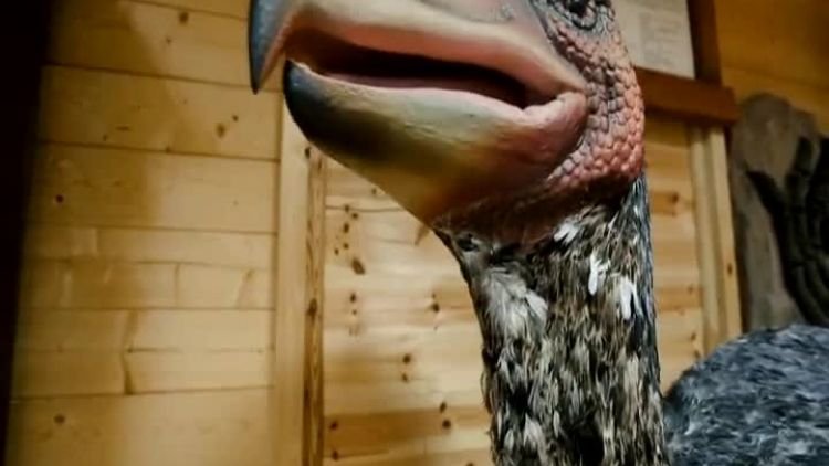reklama_dinopark_3.mp4