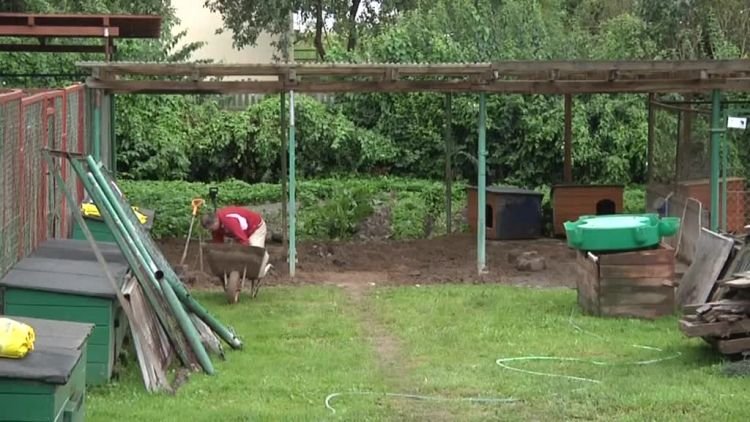 remont_schroniska.mp4