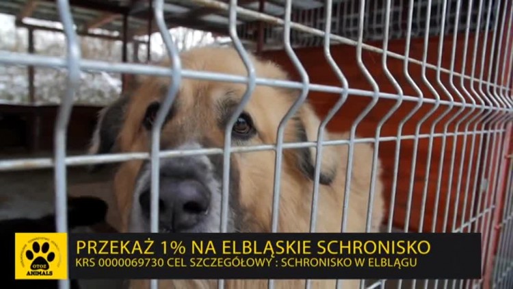 spot_1_procent_schronisko.mp4