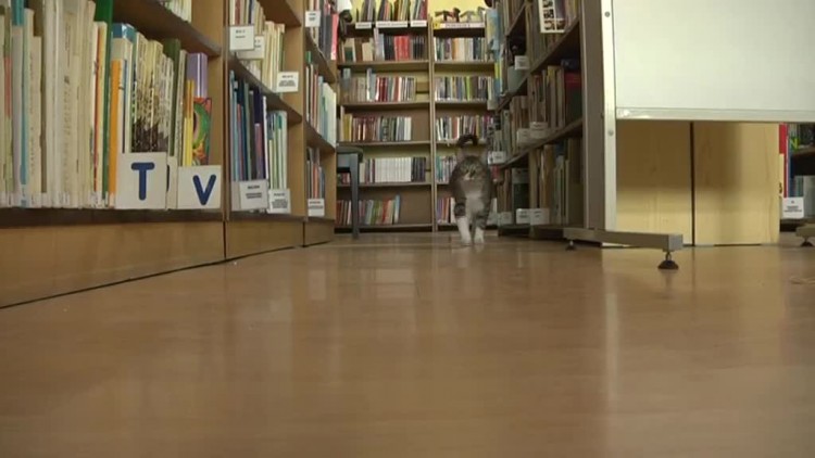 w_bibliotece_maja_kota.mp4
